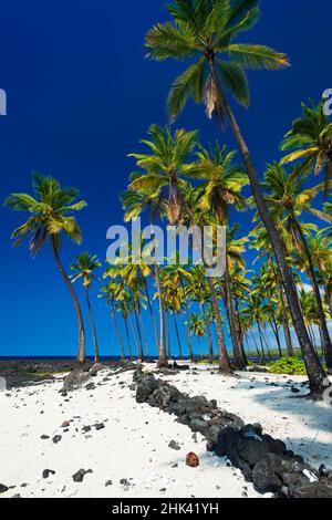 Cococotiers au parc national historique de pu'uhonua O Honaunau (ville de refuge), côte de Kona, Hawaii, États-Unis Banque D'Images