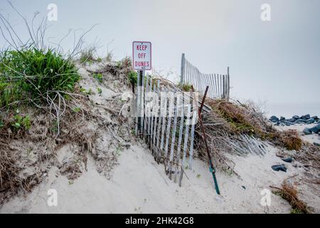 Roseau naturelle et artificiellement plantée sur des bancs de sable sur le rivage d'East Hampton.L'érosion de la plage est un problème courant sur les rives de long Island. Banque D'Images