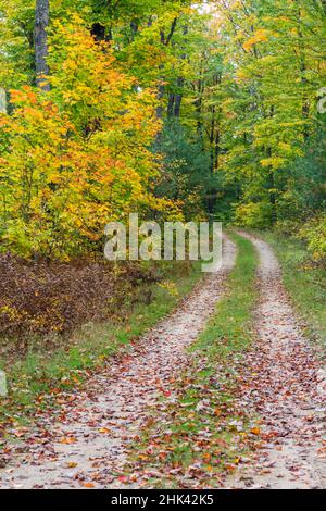 Michigan, Hiawatha National Forest, route avec des arbres dans la couleur de l'automne Banque D'Images