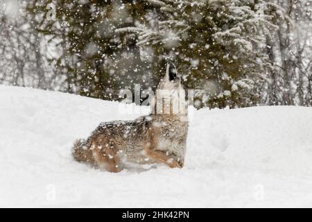 Coyote dans la neige, (Captive) Montana Canis latrans canidé Banque D'Images