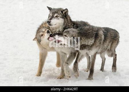 Loup gris ou le loup , le comportement en hiver, pack (Canis lupis Situation Captive), Montana Banque D'Images
