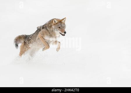 Coyote dans la neige, (Captive) Montana Canis latrans canidé Banque D'Images