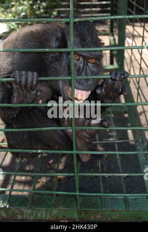 Celebes Crested Macaque, Macaca nigra, en cage, en danger critique. Zoo privé, Bitung, Sulawesi, Indonésie Banque D'Images