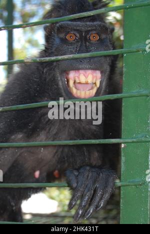 Celebes Crested Macaque, Macaca nigra, en cage, en danger critique. Zoo privé, Bitung, Sulawesi, Indonésie Banque D'Images