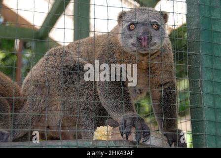 Sulawesi Ours Cuscus, Ailurops ursinus, en cage, vulnérable, endémique à Sulawesi,Zoo privé, Bitung, Sulawesi, Indonésie Banque D'Images