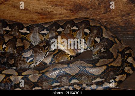Python réticulé, Malayopython reticulatus, en captivité, zoo privé, Bitung,Sulawesi, Indonésie Banque D'Images