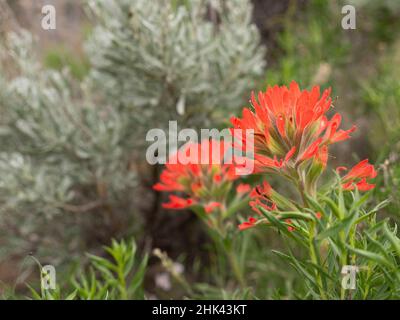 Fleurs peintes, parc national de Great Basin, Nevada Banque D'Images
