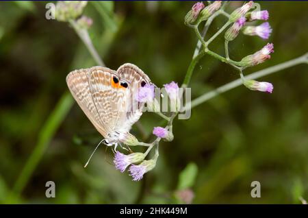 Buttefly bleu de pois, Lampides boeticus, avec proboscis sur fleur de chèvre, Ageratum conyzoides, Poning, Gianyar, Bali,Indonésie Banque D'Images