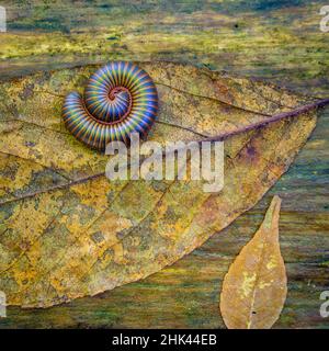 États-Unis, Caroline du Nord, forêt commémorative Joyce Kilmer. Centipede sur une feuille. Crédit : Don Paulson / Galerie Jaynes / DanitaDelimont.com Banque D'Images