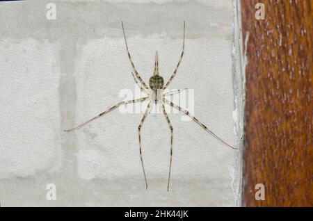 Araignée de tronc d'arbre, famille des Hersiliidae, camouflage sur le mur, Piering, Gianyar,Bali, Indonésie Banque D'Images