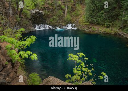 Tamolitch Falls, ou Blue Pool, McKenzie River, Oregon Banque D'Images