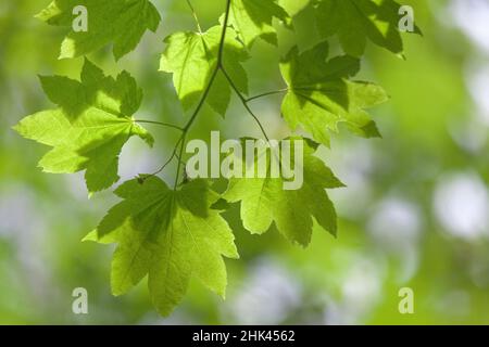 États-Unis, Oregon, Silverton. Gros plan sur les feuilles d'érable de vigne dans le parc national de Silver Falls. Crédit : Don Paulson / Galerie Jaynes / DanitaDelimont.com Banque D'Images