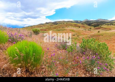 États-Unis, Oregon central, Redmond, Bend, Mitchell. Série de collines basses argileuses rayées en bandes colorées de minéraux, de cendres et de dépôts d'argile. Fleur sauvage du désert Banque D'Images