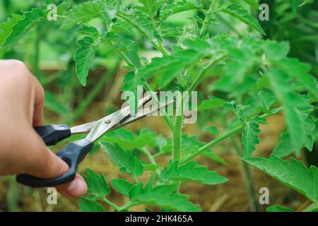 Entretien de la plante de tomate. La femme élague les branches de la tomate dans la serre. Le travailleur se déchèce des pousses ou des sucettes. Banque D'Images