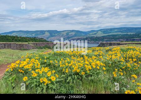 États-Unis, Oregon. Réserve naturelle Tom McCall, fleurs sauvages du plateau Rowena. Banque D'Images
