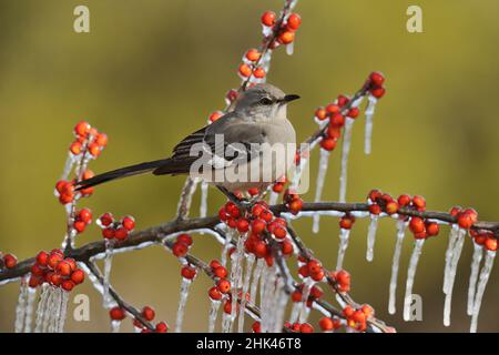 Mockingbird du Nord (Mimus polyglottos), adulte perché sur une branche glacée de Possum Haw Holly (Ilex decidua) avec baies, Hill Country, Texas, États-Unis Banque D'Images