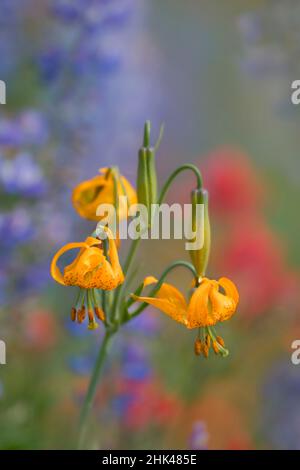 États-Unis, État de Washington. Lily Columbia (Lilium columbianum) avec lavage de couleur de lupin et de fleurs sauvages de pinceaux indiens à Hurricane Ridge, Olympic Nati Banque D'Images