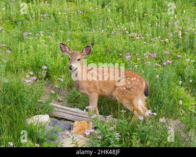 WA, parc national du Mont Rainier, cerf de Virginie, fauve, Odocoileus hemionus Banque D'Images