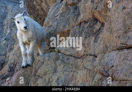 WA, lacs de montagne Désert, Ingalls Lake, le Kid (bébé) chèvre sur falaise Banque D'Images