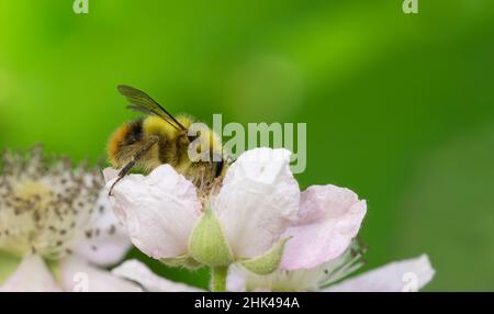 Etat de Washington. Abeille à cornes floues sur la fleur de blackberry de l'Himalaya Banque D'Images