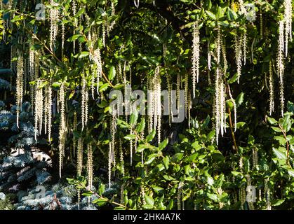 Un Garrya elliptica James Roof ou Silk-Tassel Bush, poussant dans un jardin de campagne. Banque D'Images