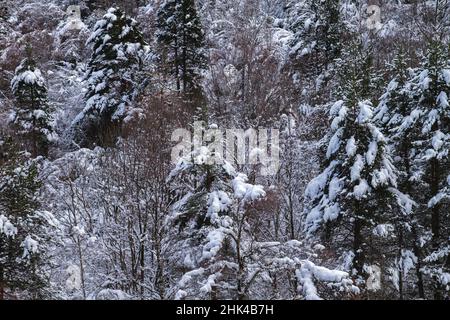 Paysage de montagne enneigé en hiver Banque D'Images