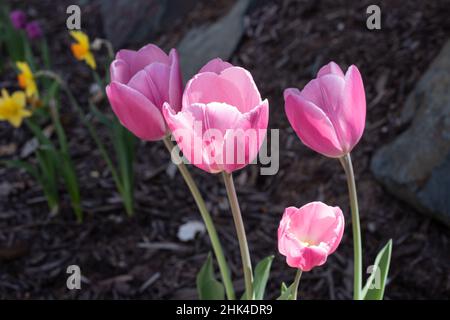 Groupe de quatre tulipes roses avec jonquilles en arrière-plan. Banque D'Images
