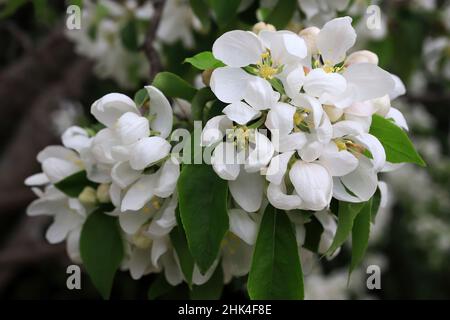 L'écrevisse à fleurs blanches sur une branche d'un arbre qui fleurit au printemps. Banque D'Images