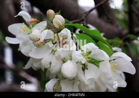 Abeille sur l'écrevisse fleurit sur une branche d'un arbre au printemps. Banque D'Images