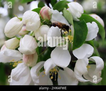 Abeille sur l'écrevisse fleurit sur une branche d'un arbre au printemps. Banque D'Images