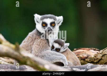 Image de gros plan des lémuriens à queue circulaire (Lemur catta) Banque D'Images