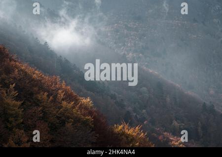 Bois coloré mélangé en automne.Parc naturel de Montseny.Catalogne.Espagne. Banque D'Images