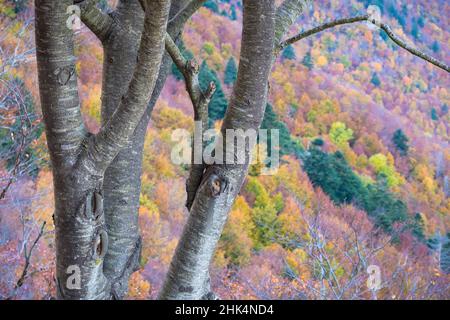 Troncs de Hêtre européen (Fagus sylvatica).Parc naturel de Montseny.Catalogne.Espagne. Banque D'Images