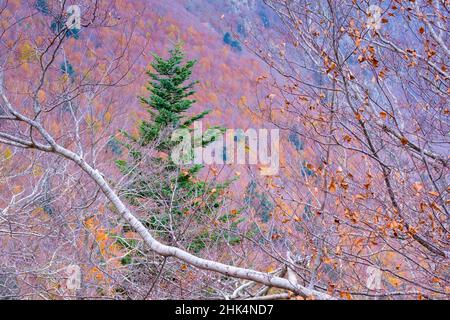 Sapin argenté (Abies alba) avec bois mélangé coloré en arrière-plan.Parc naturel de Montseny.Catalogne.Espagne. Banque D'Images