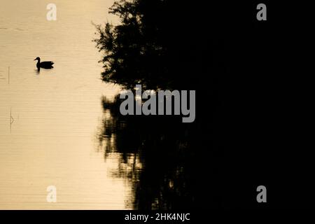 Mallard (Anas platyrhynchos) silhouetté au coucher du soleil.Parc naturel du Delta de l'Ebro.Catalogne.Espagne. Banque D'Images