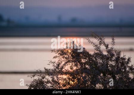 Coucher de soleil sur des champs de riz inondés.Parc naturel du Delta de l'Ebro.Catalogne.Espagne. Banque D'Images