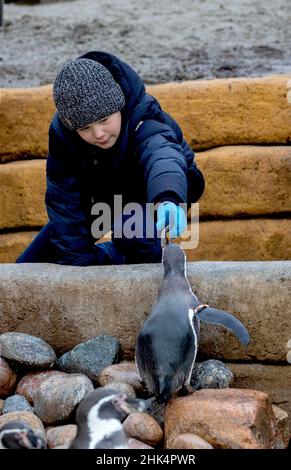 Copenhague, Danemark.02nd févr. 2022.Le Prince Vincent du Danemark au zoo de Kobenhavn à Copenhague, le 02 février 2022, pour une visite et la Crown Princess plante un eucalyptus dans le cadre de la première terre de Marys Australske Has (Mary s Australian Garden) - un parc dédié aux animaux australiens,A l'occasion de l'anniversaire de la Crown Princess 50th le 05-02-2022 photo: Albert Nieboer/Netherlands OUT/point de vue OUT Credit: dpa Picture Alliance/Alay Live News Banque D'Images