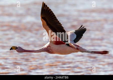 Rare Flamingo de James (Phoenicarrus jamesi), en vol, Réserve nationale de faune andine Eduardo Avaroa, Bolivie, Amérique du Sud Banque D'Images