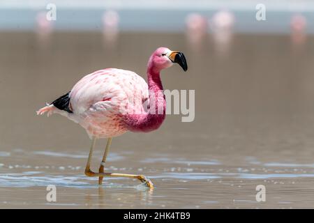 Flamants andins (Phoenicarrus andinus), Réserve nationale de faune andine Eduardo Avaroa, Bolivie, Amérique du Sud Banque D'Images