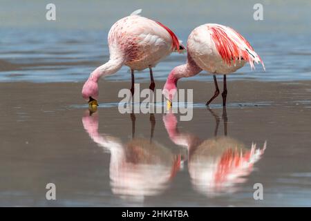 Rares flamants de James (Phoenicarrus jamesi), réserve nationale de faune andine Eduardo Avaroa, Bolivie, Amérique du Sud Banque D'Images