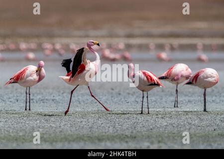 Rares flamants de James (Phoenicarrus jamesi), réserve nationale de faune andine Eduardo Avaroa, Bolivie, Amérique du Sud Banque D'Images