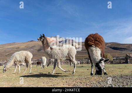 Lamas (lama glama), se nourrissant près de Coqueza, une petite ville près du volcan Thunupa, Salar de Uyuni, Bolivie, Amérique du Sud Banque D'Images