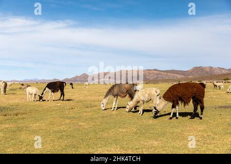 Lamas (lama glama), se nourrissant près de Coqueza, une petite ville près du volcan Thunupa, Salar de Uyuni, Bolivie, Amérique du Sud Banque D'Images