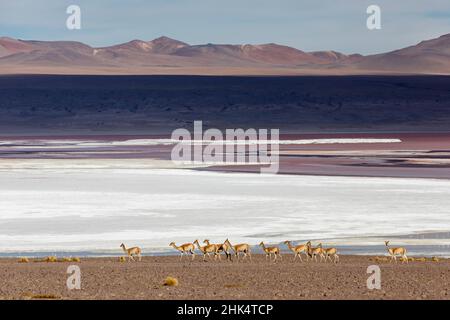 Un troupeau de vigognes (Lama vicugna) dans l'altiplano des hautes Andes, Bolivie, Amérique du Sud Banque D'Images