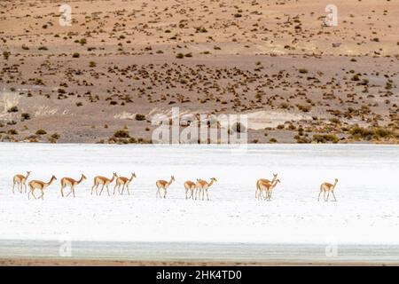 Un troupeau de vigognes (Lama vicugna) dans l'altiplano des hautes Andes, Bolivie, Amérique du Sud Banque D'Images