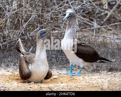 Huées à pieds bleus adultes (Sula nebouxii,) échange de nids à Punta Pitt, île de San Cristobal, Galapagos, Équateur, Amérique du Sud Banque D'Images