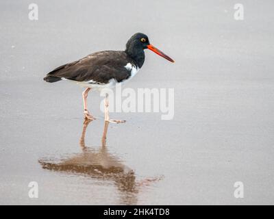 Un huistercapcher américain adulte (Haematopus palliatus), dans les vagues sur l'île de Santiago, Galapagos, Equateur, Amérique du Sud Banque D'Images