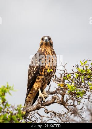 Un faucon Galapagos juvénile (Buteo galapagoensis), île de Rabida, Galapagos, Equateur, Amérique du Sud Banque D'Images