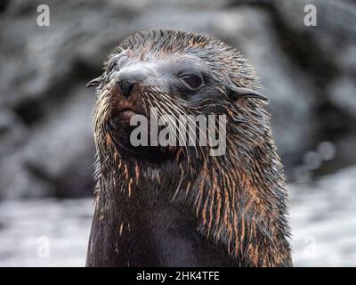 Un phoque à fourrure adulte de Galapagos (Arctocephalus galapagoensis), île de Santiago, Galapagos, Équateur, Amérique du Sud Banque D'Images