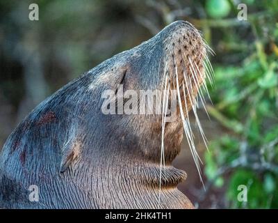 Galapagos (Zalophus wollebaeki), détail tête, sur l'île de Seymour Nord, Galapagos, Equateur, Amérique du Sud Banque D'Images